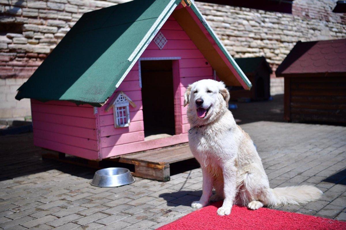 Fatih Belediyesi'nden sokak hayvanları için tedavi merkezi