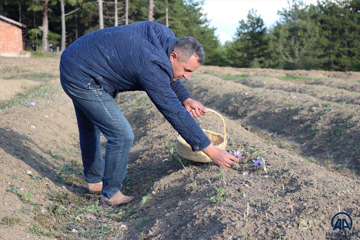 Safranbolu'da 'mucize bitki' çiçek açtı