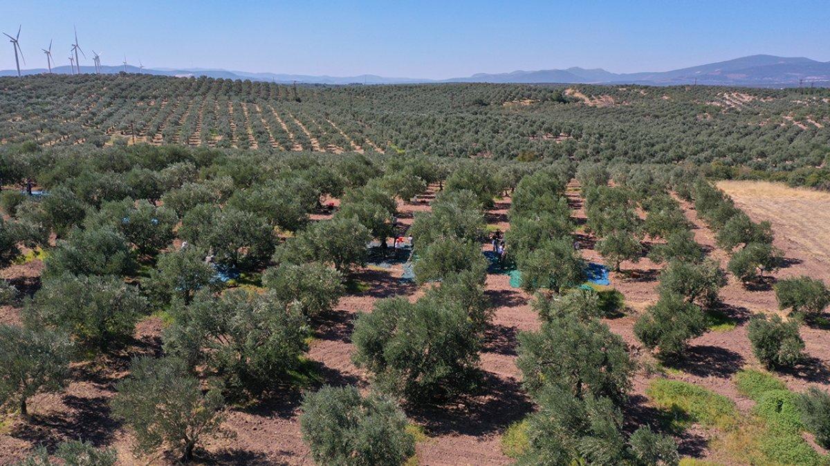 Manisa'da yetişen zeytin üreticisini memnu etti