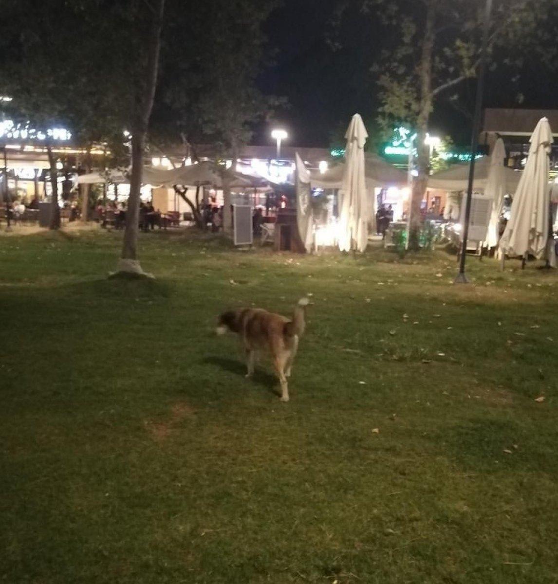 Antalya’da kızına balon almak için yürürken köpek saldırdı