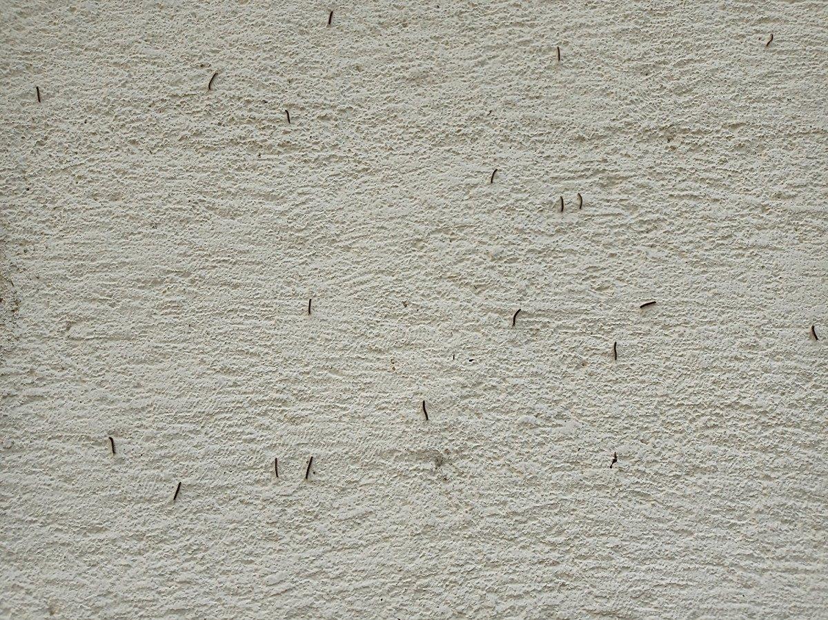 Düzce'de evleri tırtıl bastı