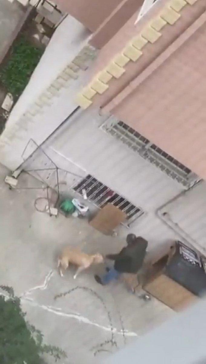 Maltepe’de, köpeğe yumruk atıp şiddet uyguladı