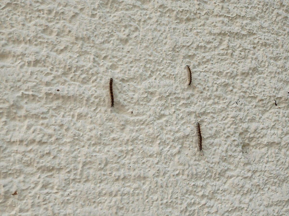 Düzce'de evleri tırtıl bastı