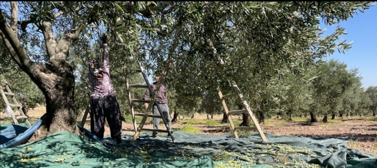 Manisa'da yetişen zeytin üreticisini memnu etti