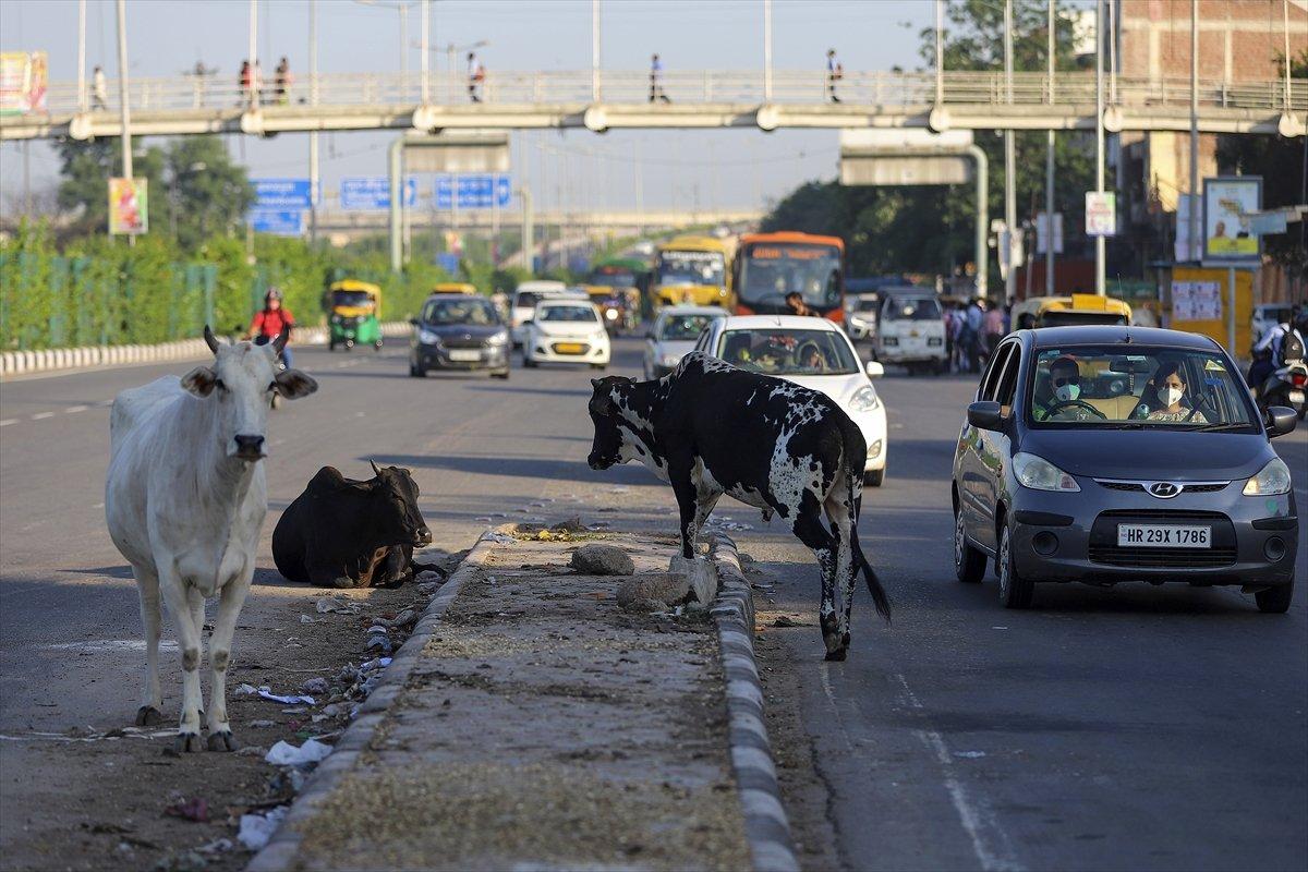 Hindistan'da inekler, sokakları mesken tuttu