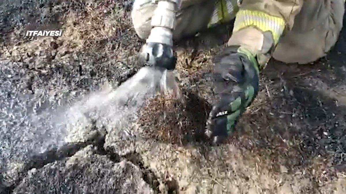 Büyükçekmece'de yangından etkilenen kirpi, hayata döndürüldü