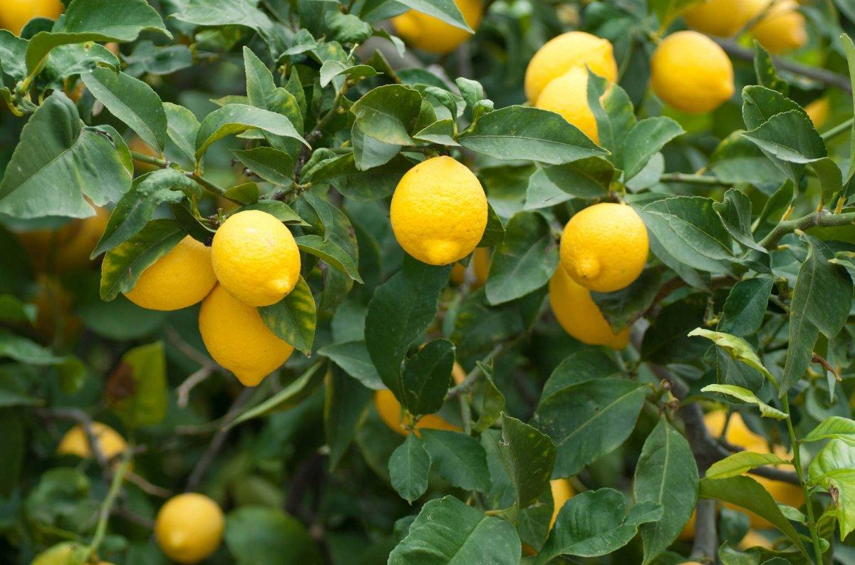 Eylülde fiyatı en fazla artan 'kömür ücreti', en çok düşen 'limon' oldu