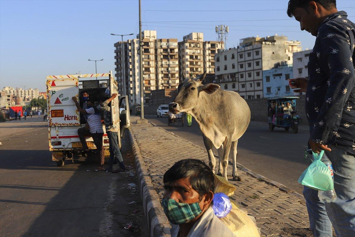 Hindistan'da inekler, sokakları mesken tuttu