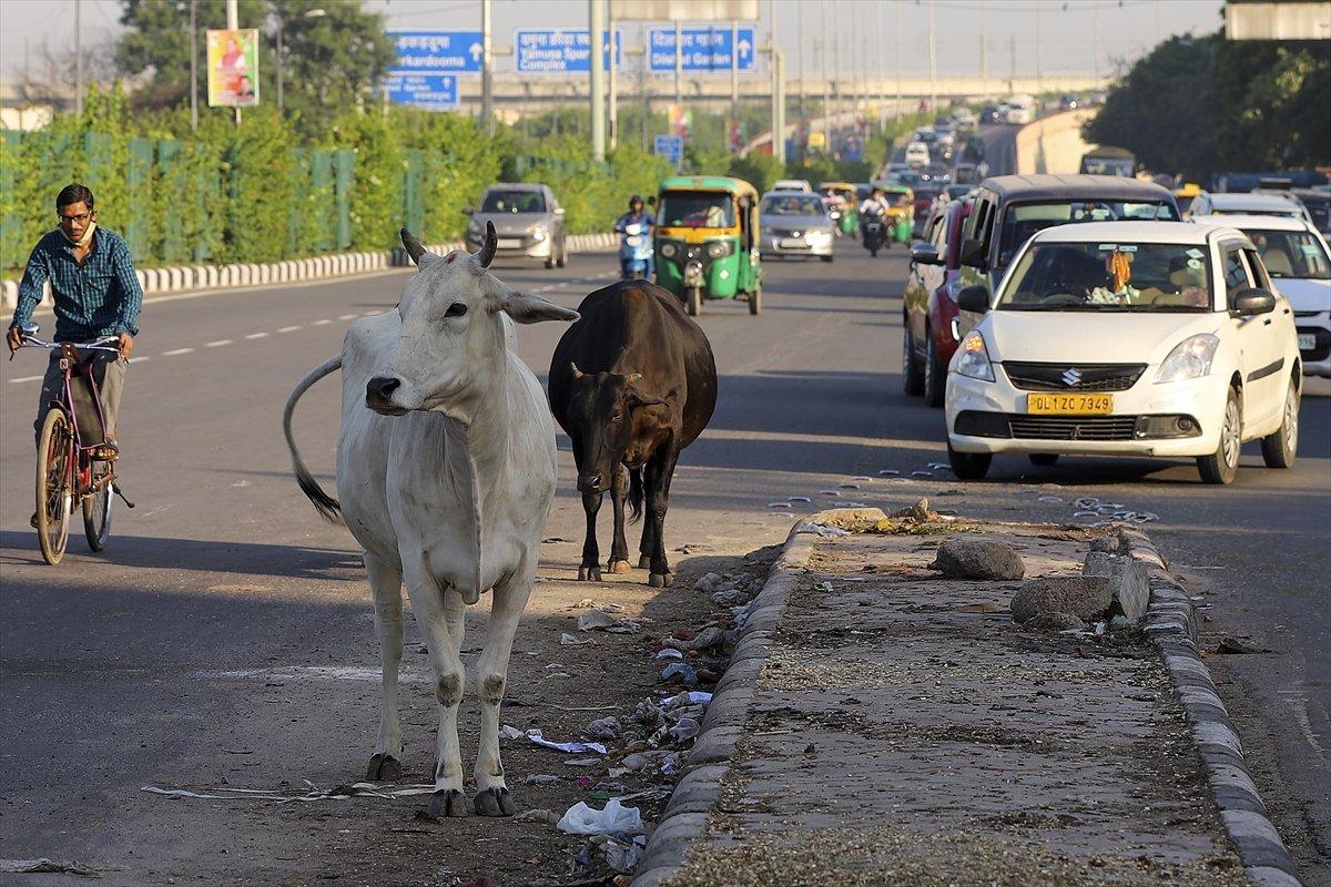 Hindistan'da inekler, sokakları mesken tuttu