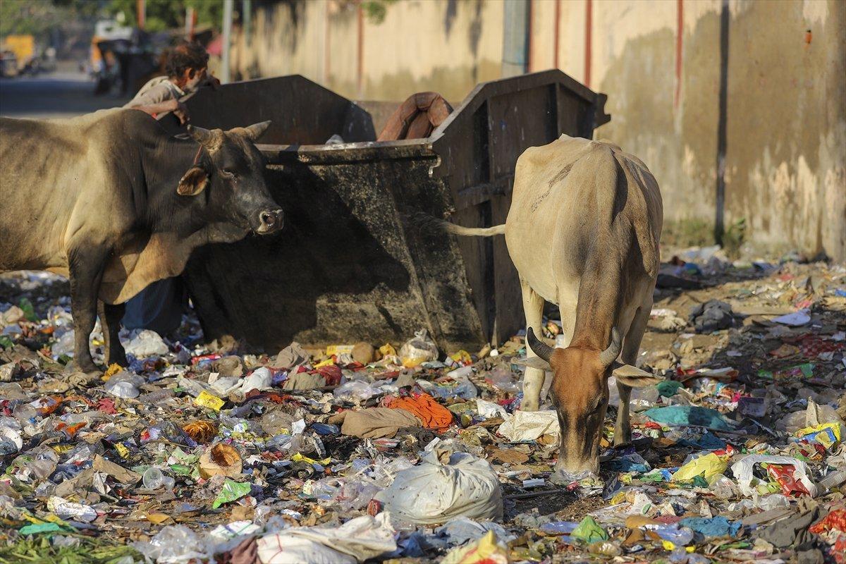 Hindistan'da inekler, sokakları mesken tuttu