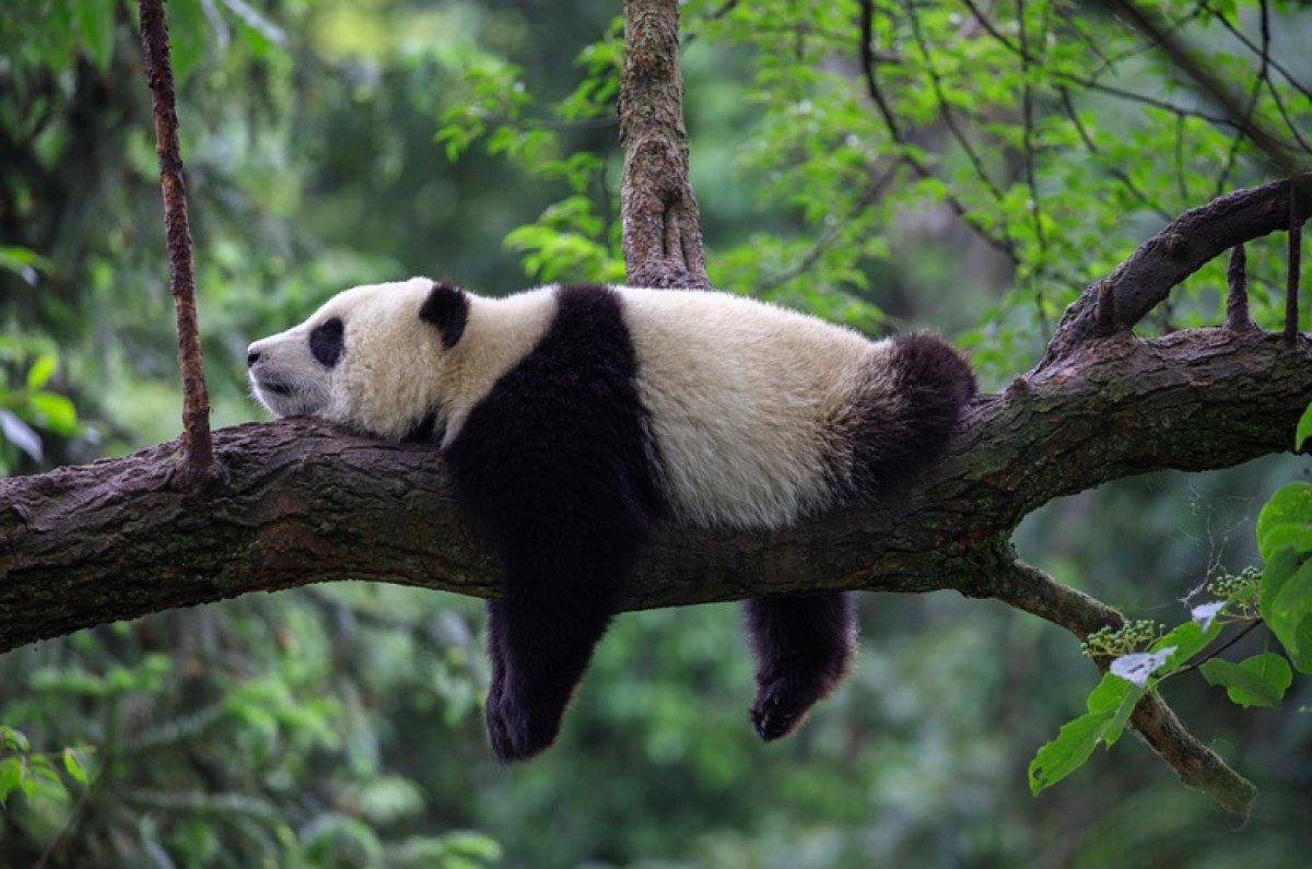 Son 50 yılda 3 omurgalı canlıdan 2'si yok oldu