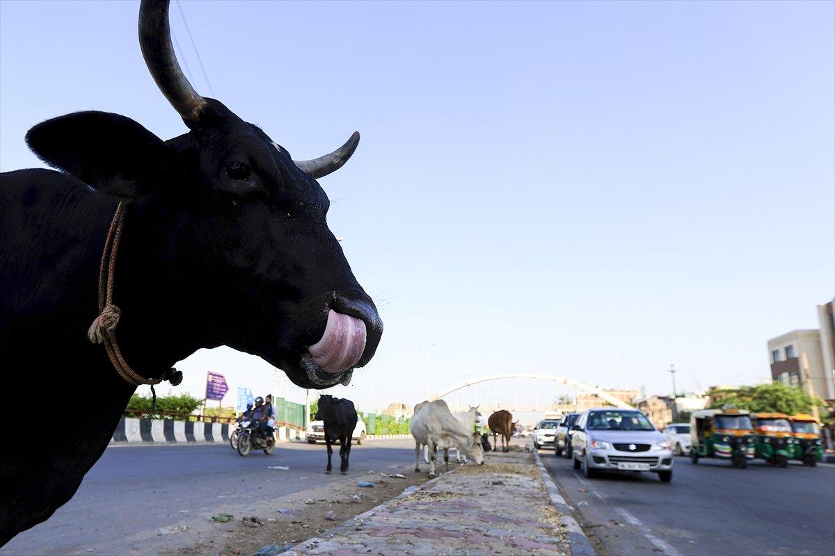 Hindistan'da inekler, sokakları mesken tuttu