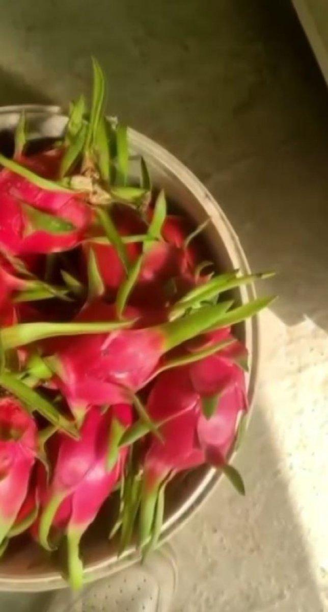 Antalya’da, ejder meyvesi yüzünden çıkan tartışma karakolda bitti