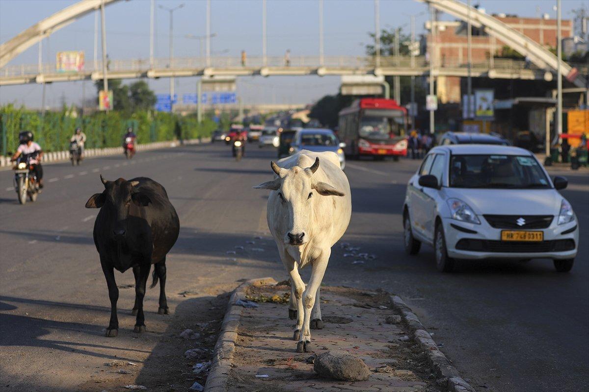 Hindistan'da inekler, sokakları mesken tuttu