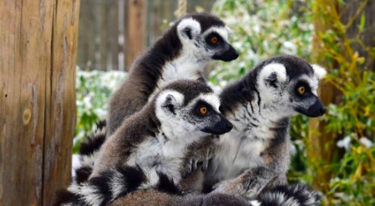 Son 50 yılda 3 omurgalı canlıdan 2'si yok oldu