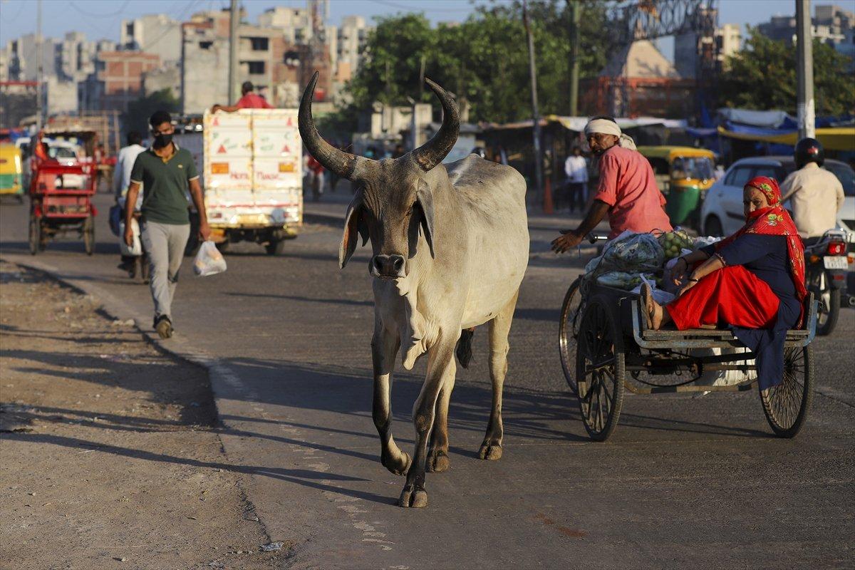 Hindistan'da inekler, sokakları mesken tuttu