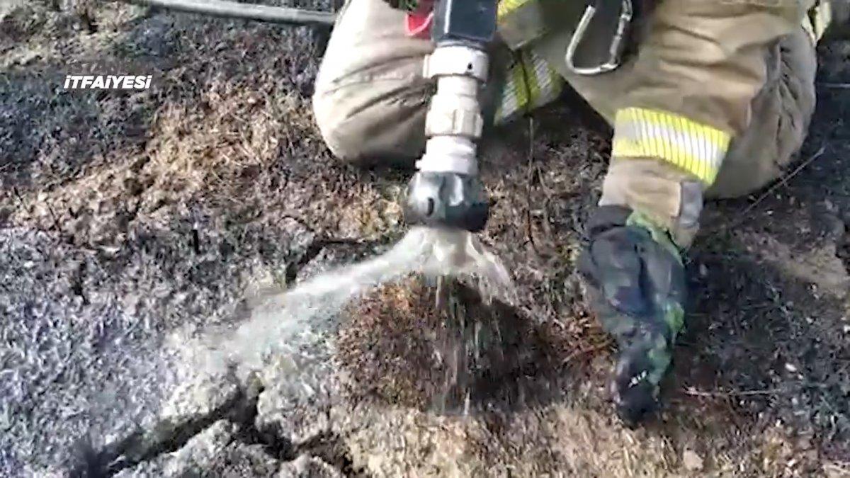 Büyükçekmece'de yangından etkilenen kirpi, hayata döndürüldü