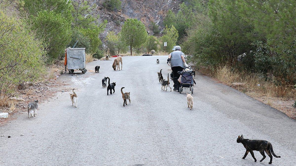 İzmir'de yaşayan emekli kadın günde 200 kediyi besliyor