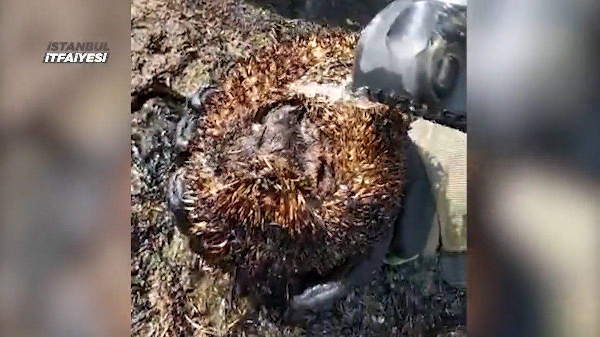 Büyükçekmece'de yangından etkilenen kirpi, hayata döndürüldü