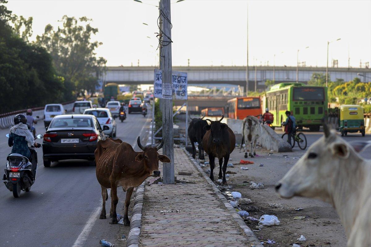 Hindistan'da inekler, sokakları mesken tuttu