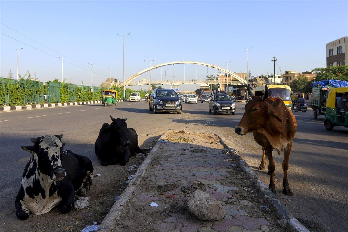 Hindistan'da inekler, sokakları mesken tuttu