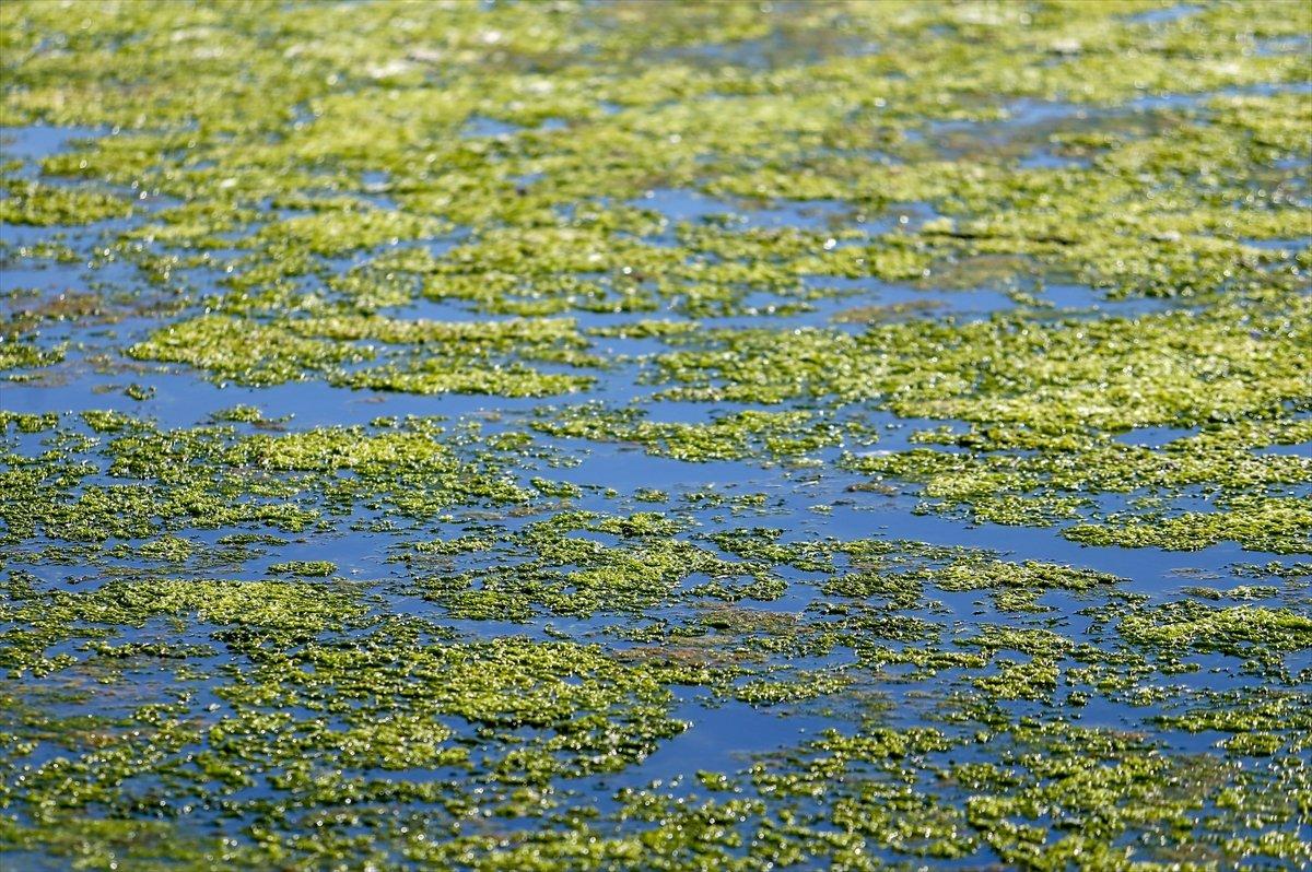 İzmir'de sahil yosunlarla kaplandı