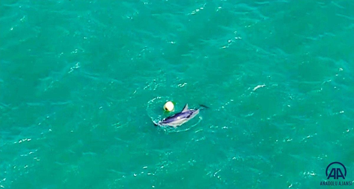 Balıkesir'de yunusun şamandırayla oyunu drone ile görüntülendi