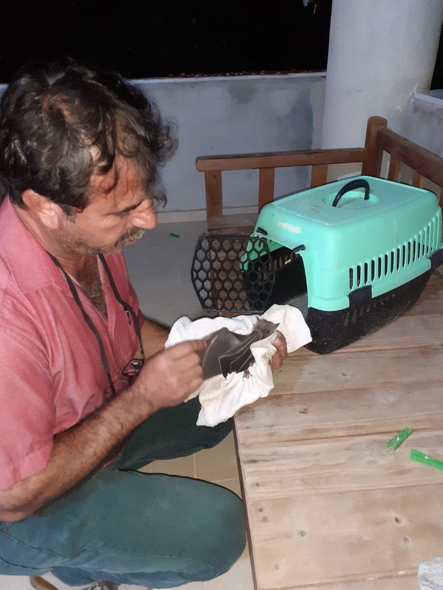 Vampir yarasalar Mersinli muhtarın kabusu oldu