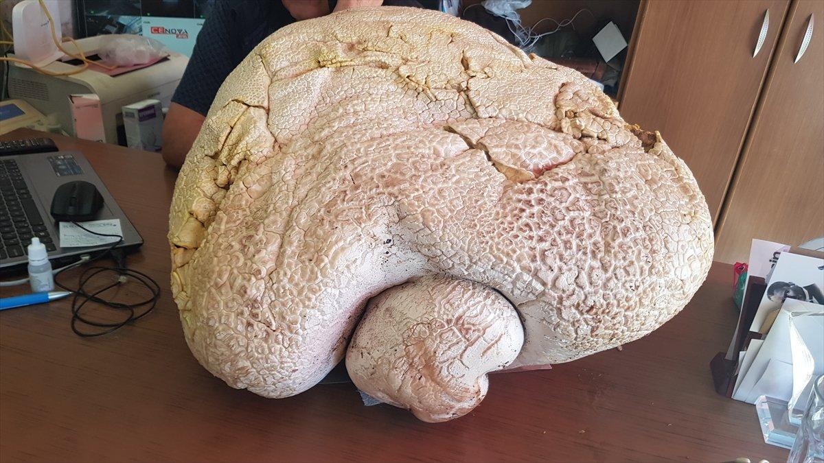 Mersin'de 20 kilodan ağır dev mantar bulundu