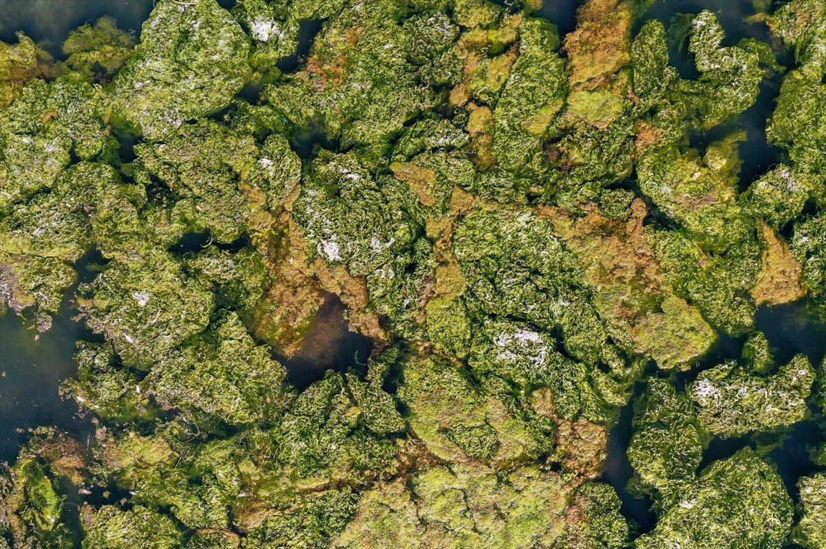 İzmir'de sahil yosunlarla kaplandı