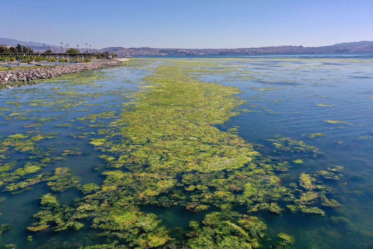 İzmir'de sahil yosunlarla kaplandı