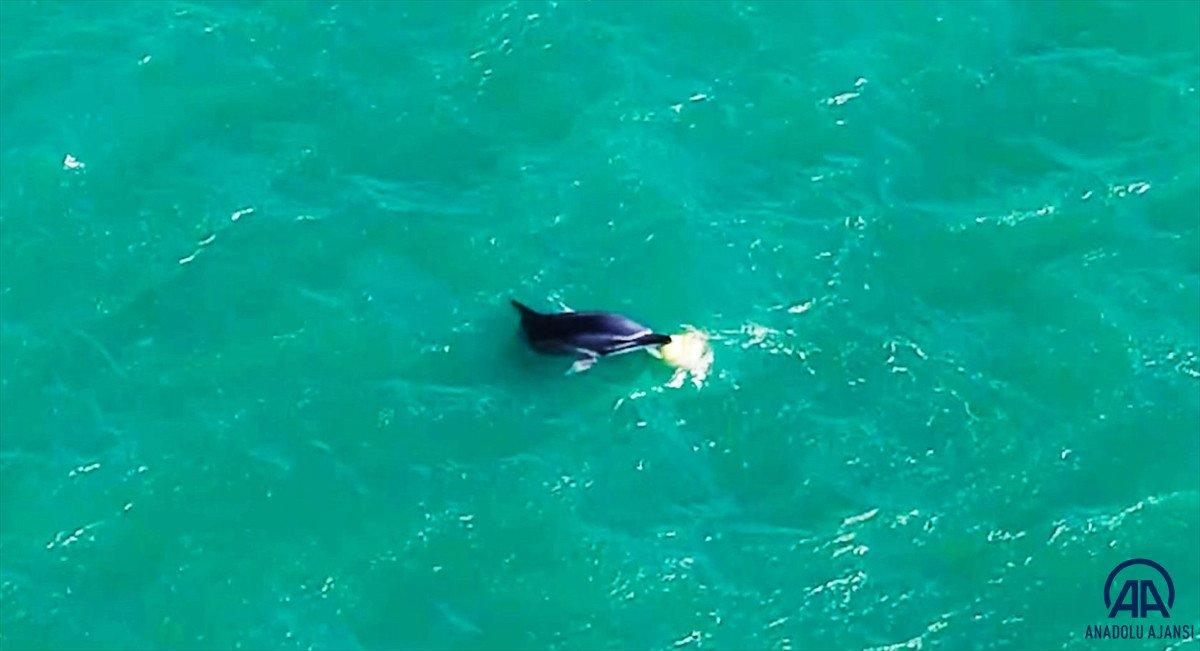 Balıkesir'de yunusun şamandırayla oyunu drone ile görüntülendi