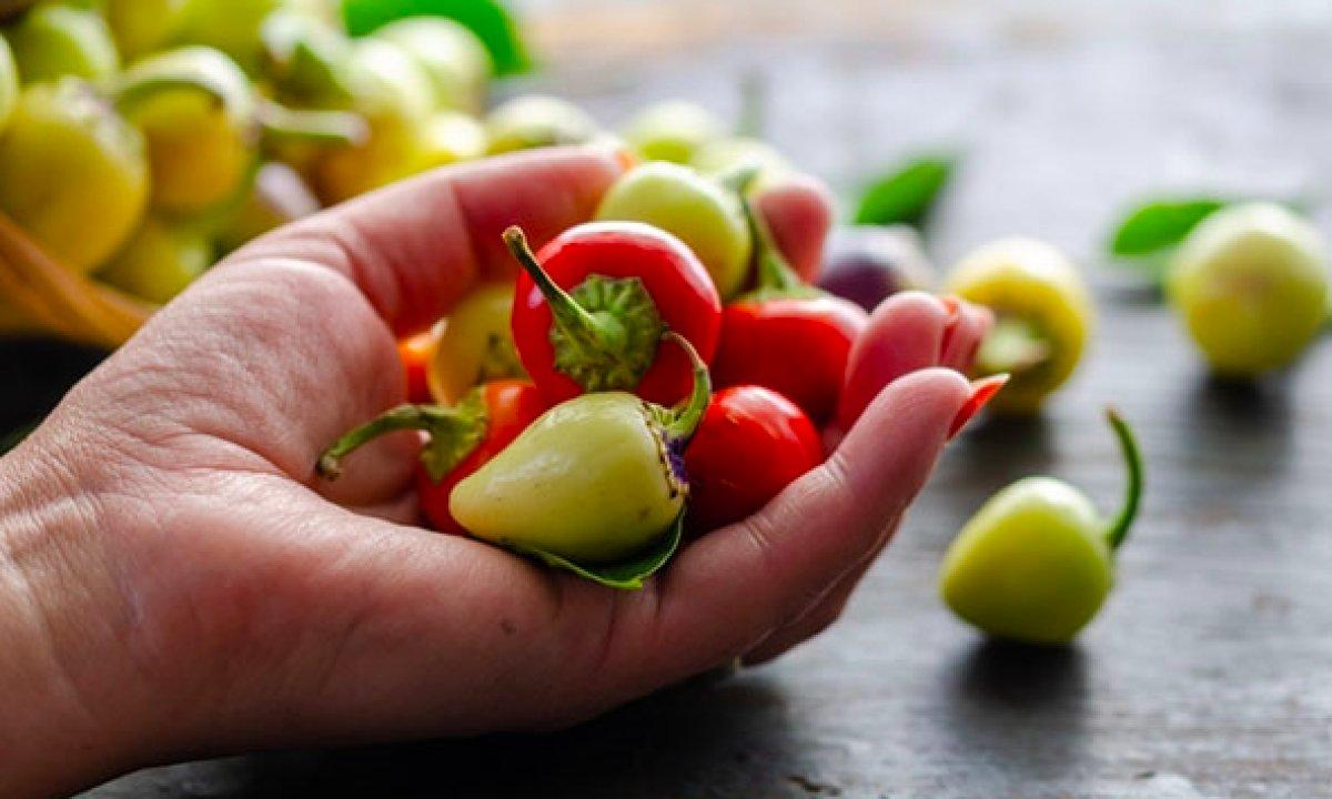 Yedikleri acı biber, Nobel Tıp Ödülü'nü kazandırdı