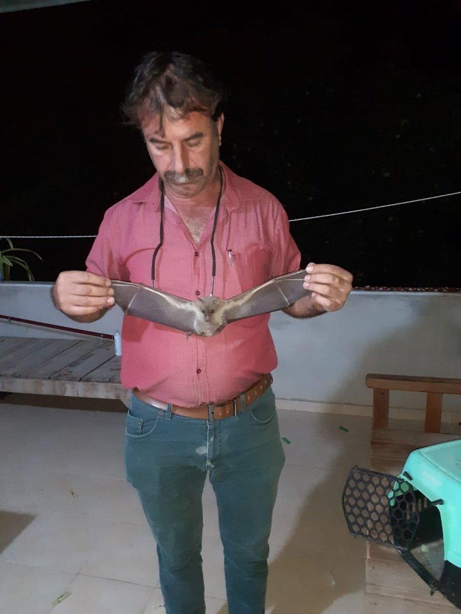 Vampir yarasalar Mersinli muhtarın kabusu oldu