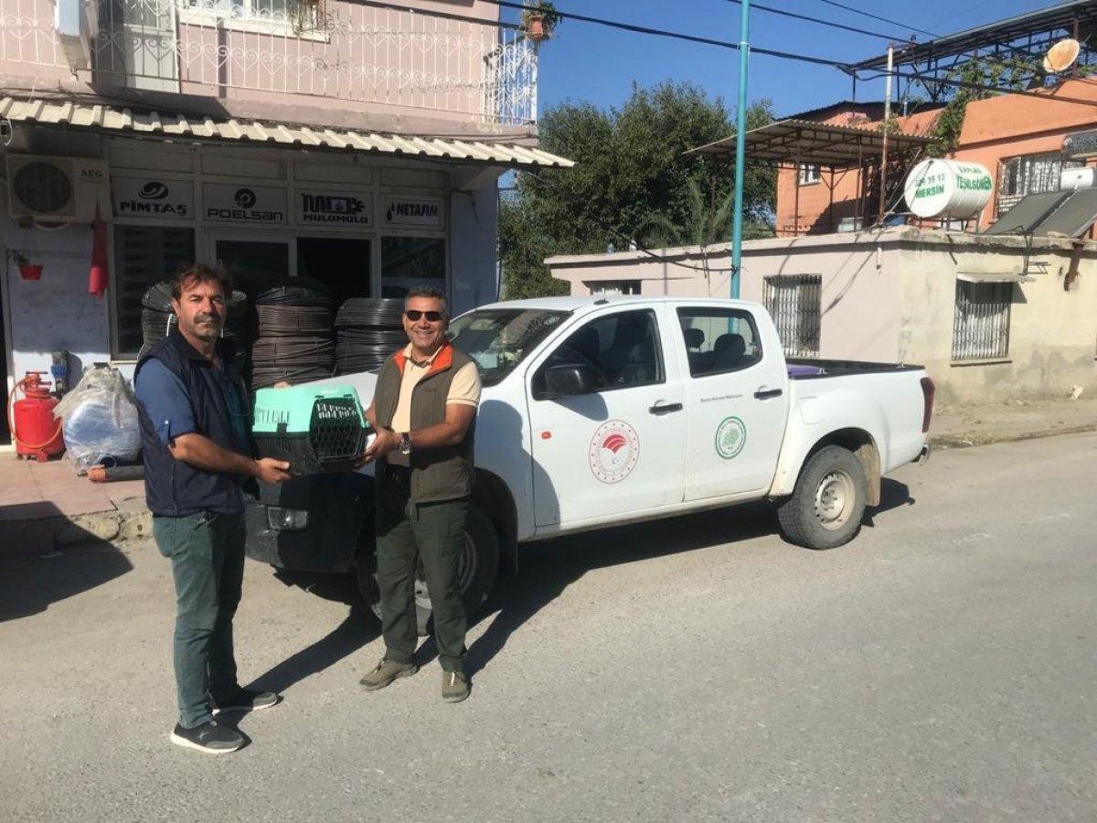 Vampir yarasalar Mersinli muhtarın kabusu oldu