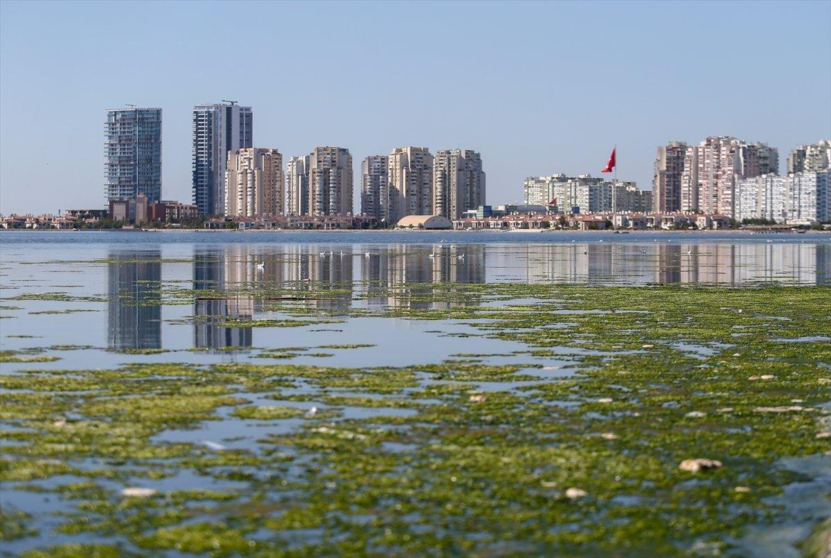 İzmir'de sahil yosunlarla kaplandı