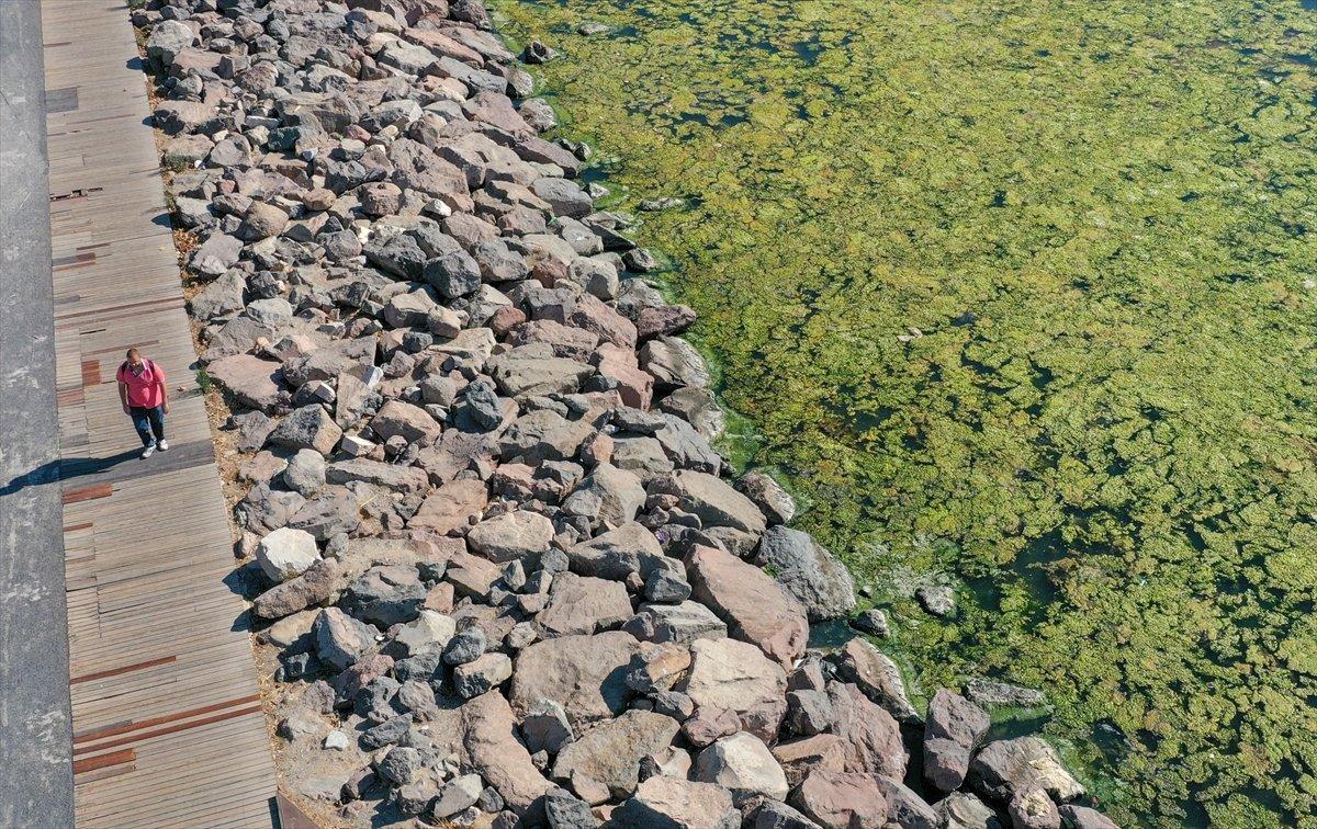 İzmir'de sahil yosunlarla kaplandı