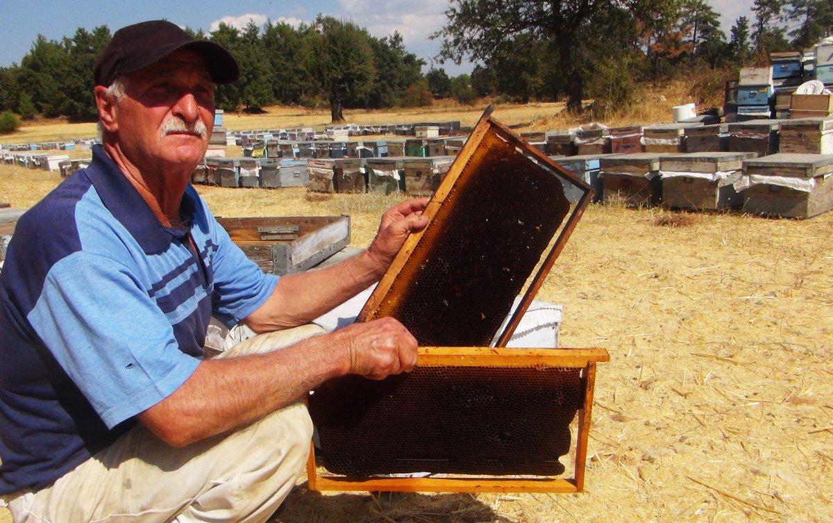 Muğla'da çam balı üretimi bu yıl yapılamadı