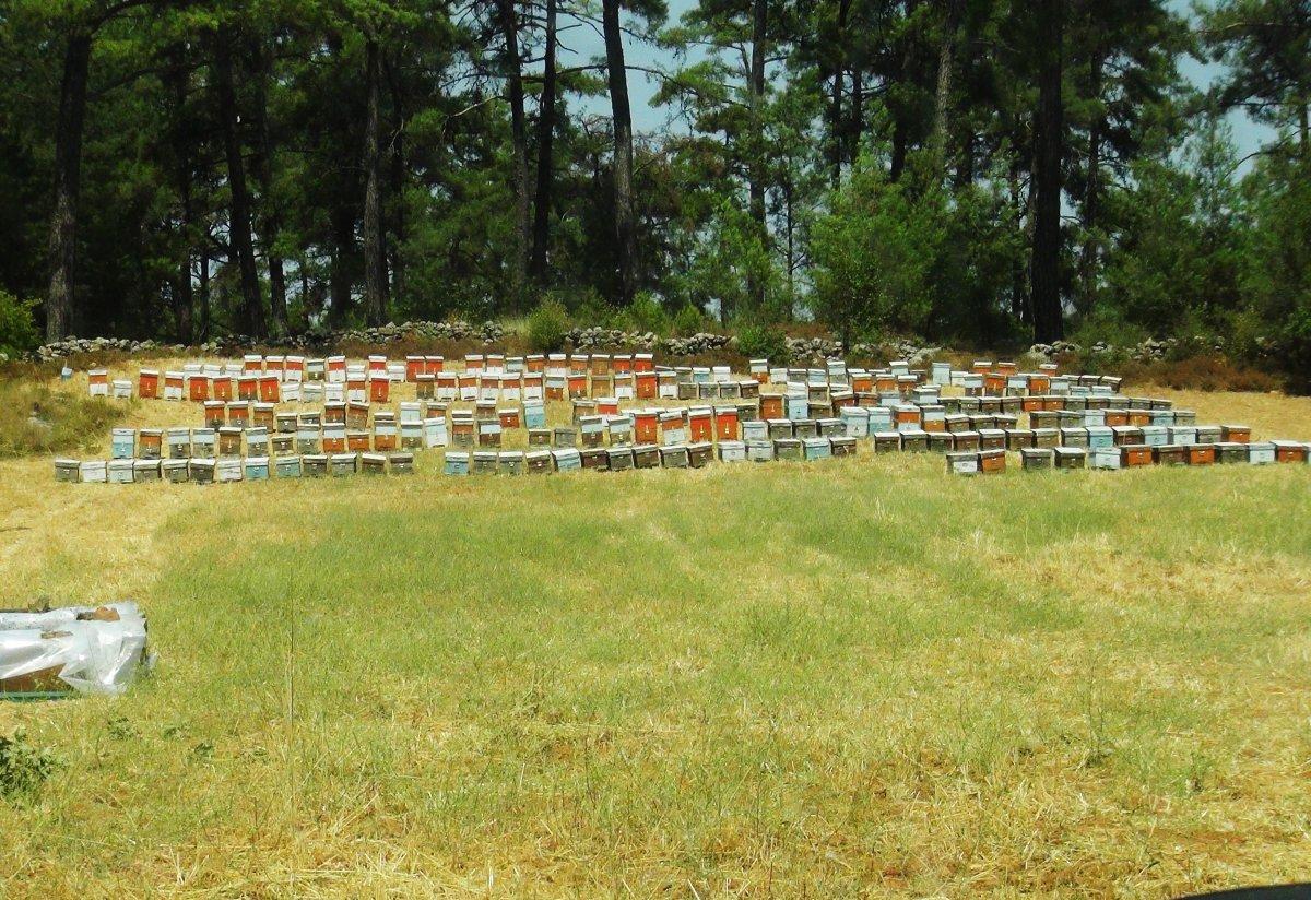 Muğla'da çam balı üretimi bu yıl yapılamadı