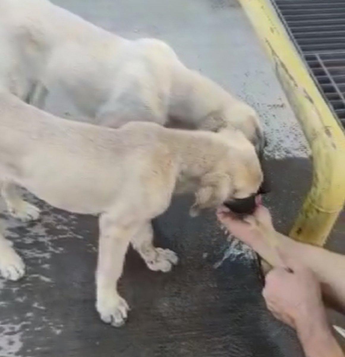 Malatya'da özel harekat polisi yaptığı hareketle yürekleri ısıttı