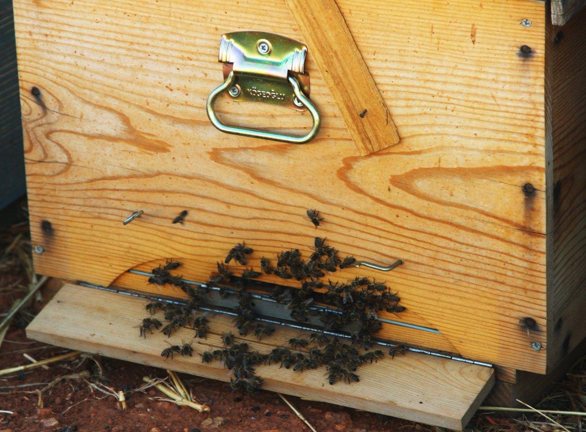 Muğla'da çam balı üretimi bu yıl yapılamadı