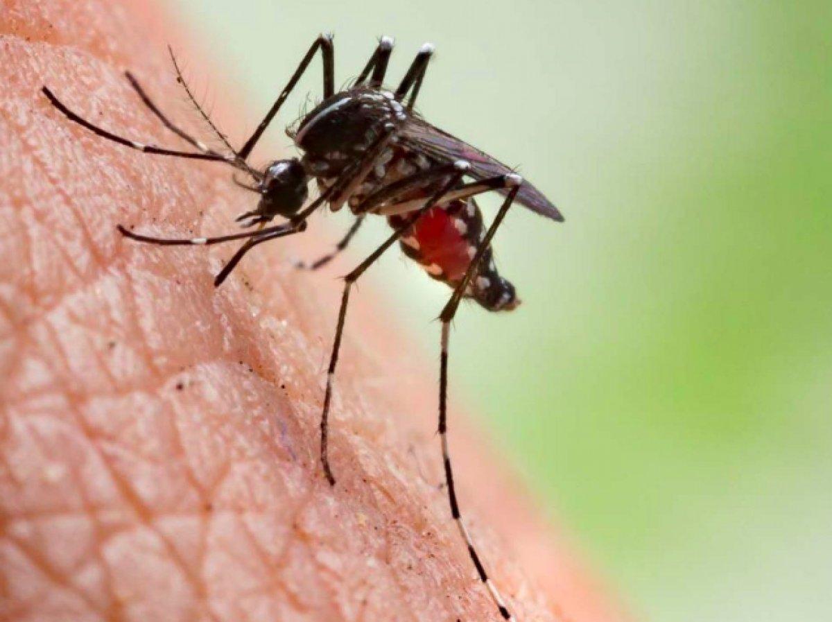 DSÖ, sıtma aşısını onayladı