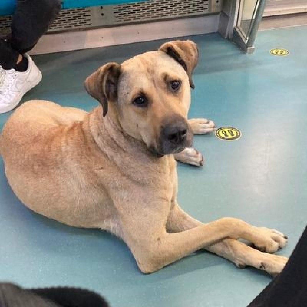 Boji ne demek? İstanbul'un gezgin köpeği 'Boji'nin anlamı