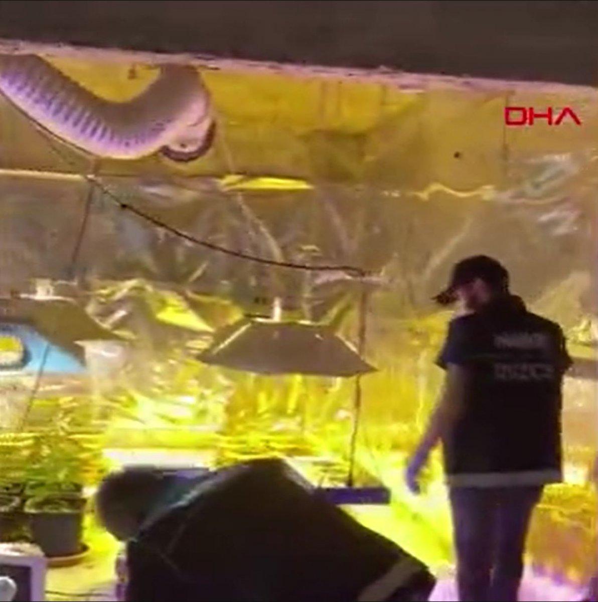 Düzce’de, çatısını Hint keneviri bahçesine çeviren şahıs tutuklandı