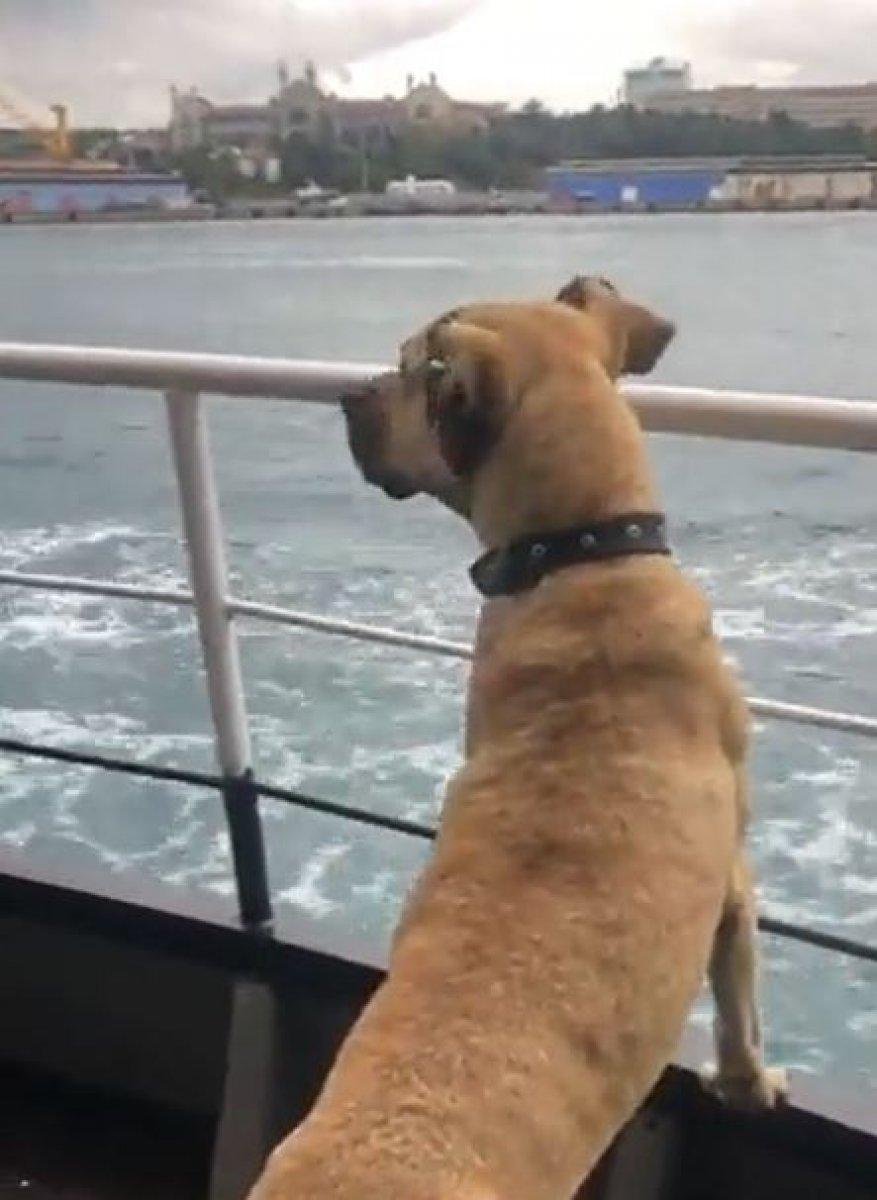 Boji ne demek? İstanbul'un gezgin köpeği 'Boji'nin anlamı