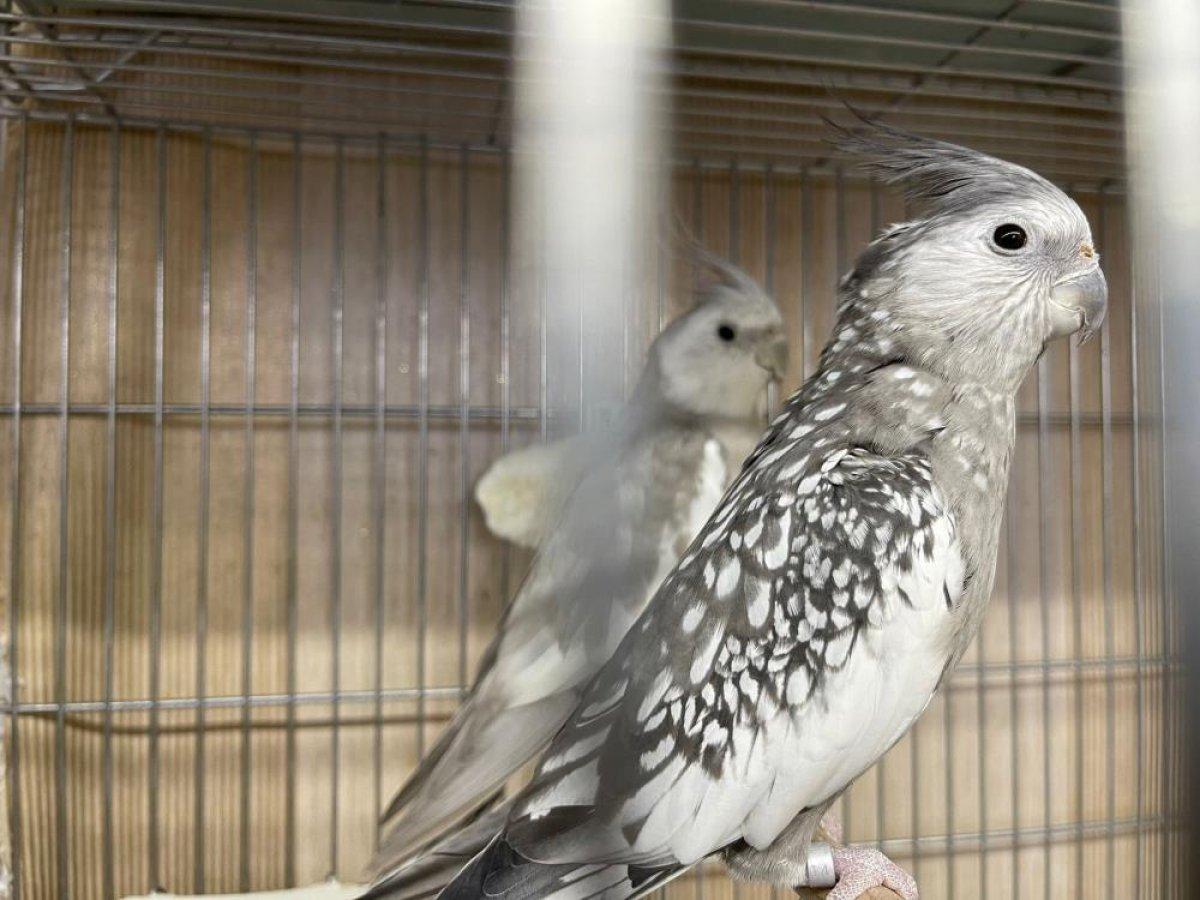 Güngören'de canlı hayvan kaçakçılarına baskın: 45 papağan kurtarıldı