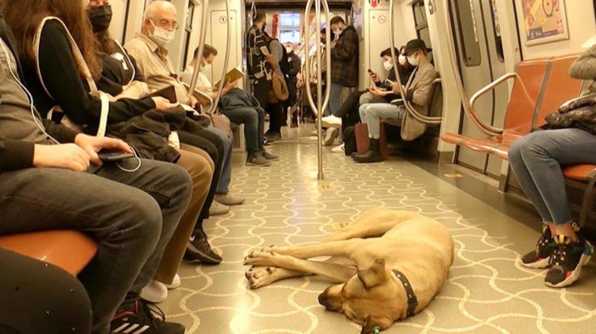 Boji ne demek? İstanbul'un gezgin köpeği 'Boji'nin anlamı