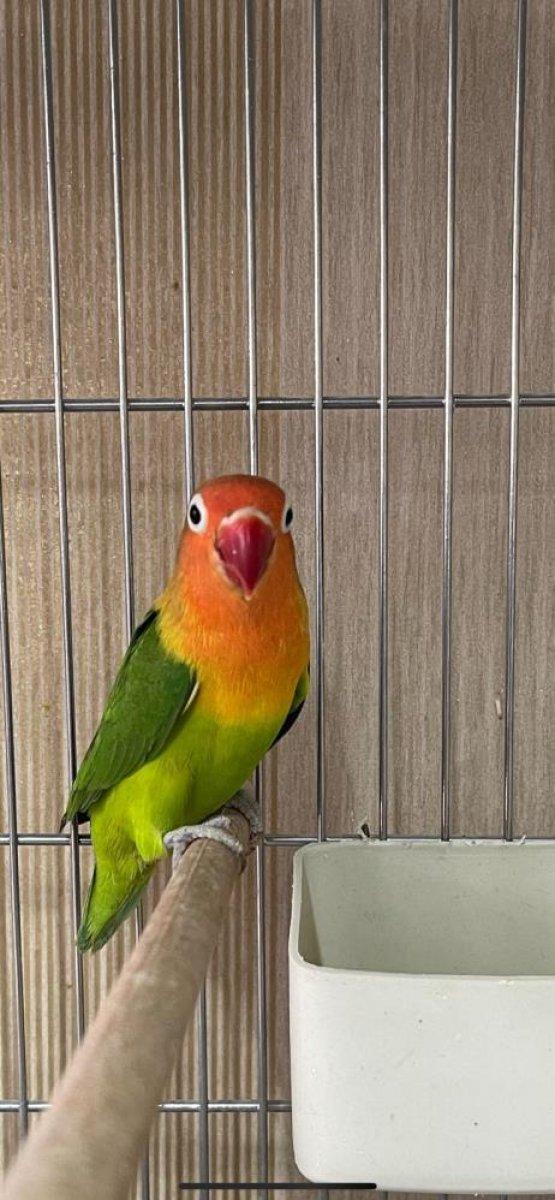 Güngören'de canlı hayvan kaçakçılarına baskın: 45 papağan kurtarıldı