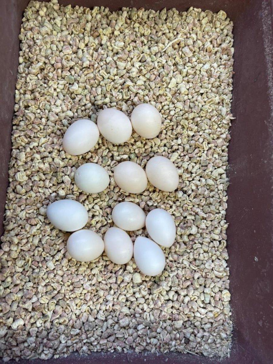 Güngören'de canlı hayvan kaçakçılarına baskın: 45 papağan kurtarıldı