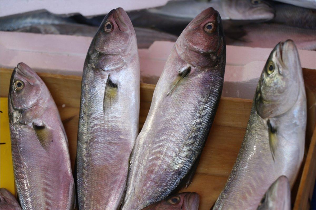 Ekimin en lezzetlisi: Lüfer balığının faydaları